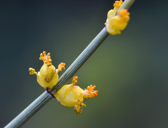 Ephedra equisetina