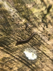 Brachyiulus pusillus