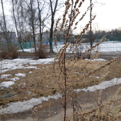 Artemisia vulgaris