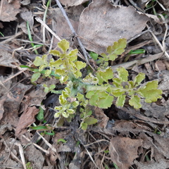 Chelidonium majus
