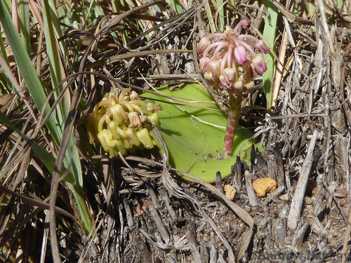 Ledebouria monophylla