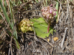 Ledebouria monophylla