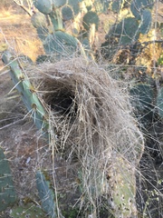 Campylorhynchus brunneicapillus