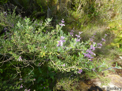 Syncolostemon albiflorus