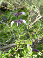 Syncolostemon albiflorus