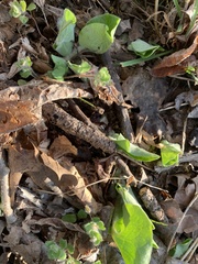 Asarum canadense