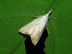 Haimbachia placidellus