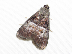 Pococera robustella