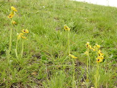 Ophrys lutea lutea