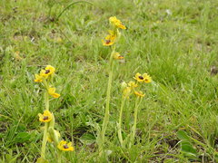 Ophrys lutea lutea
