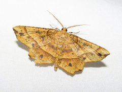 Euchlaena tigrinaria