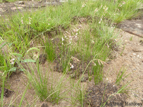 Dipcadi gracillimum