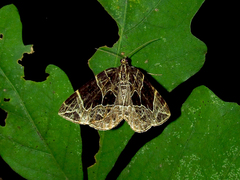 Gandaritis atricolorata