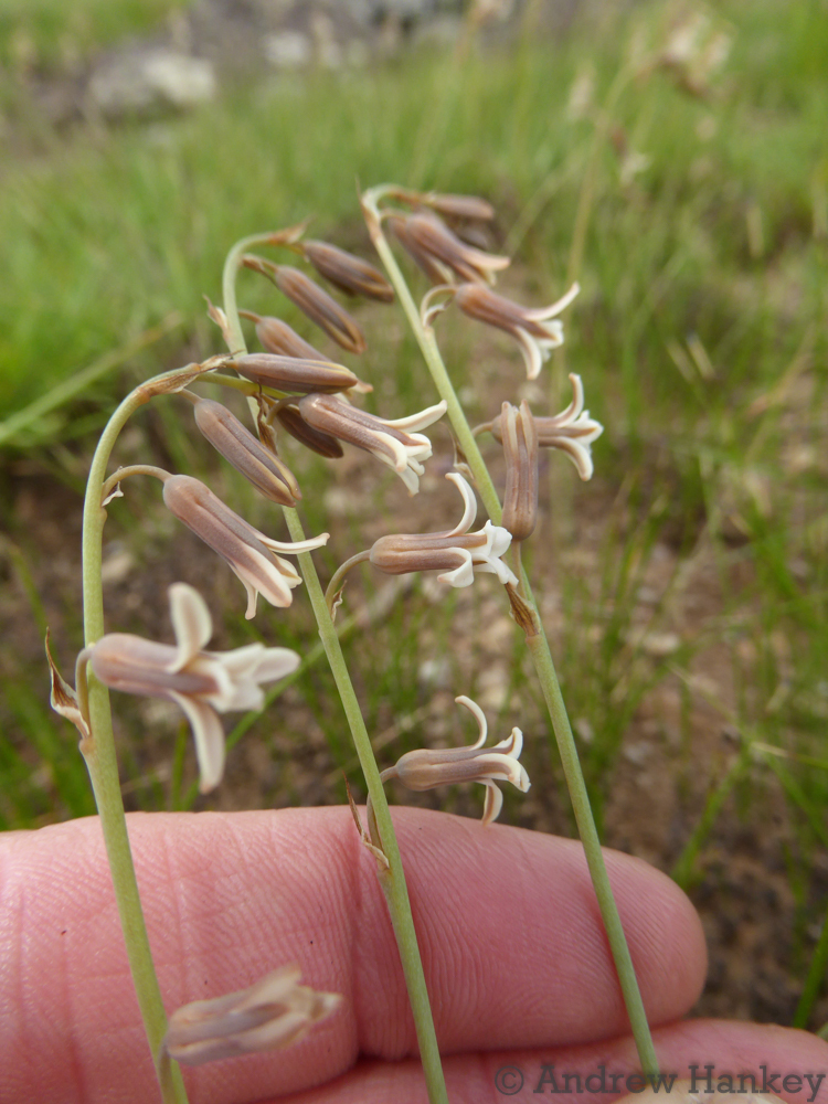 Dipcadi gracillimum, Ehlanzeni, South Africa