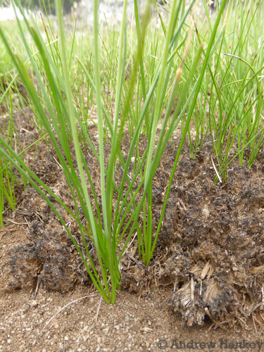 Dipcadi gracillimum