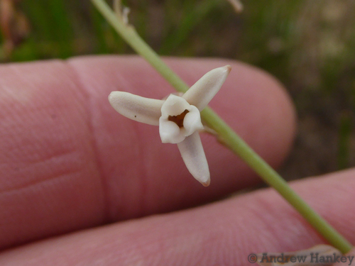 Dipcadi gracillimum