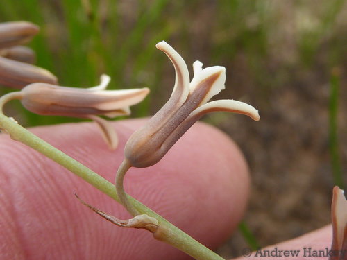 Dipcadi gracillimum