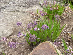 Ledebouria sandersonii