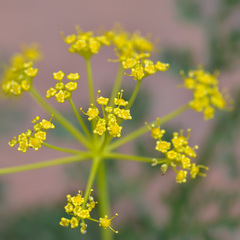 Ferula ovina