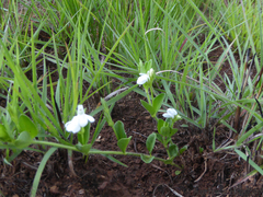 Justicia anagalloides