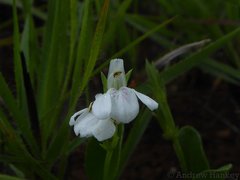 Justicia anagalloides