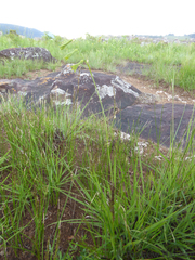 Dipcadi marlothii