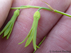 Dipcadi marlothii