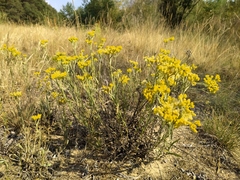 Helichrysum arenarium