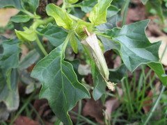 Datura stramonium