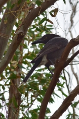 Strepera versicolor melanoptera