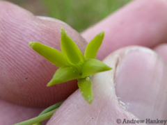 Dipcadi marlothii
