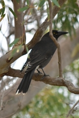 Strepera versicolor melanoptera