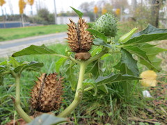 Datura stramonium