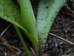 Ledebouria cooperi