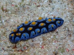 Image of Phyllidia picta