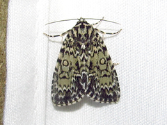 Acronicta heitzmani