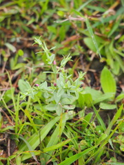 Centaurium japonicum