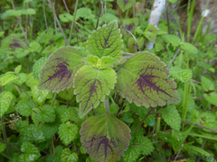 Coleus bojeri