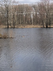 Branta canadensis