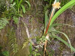 Clivia caulescens