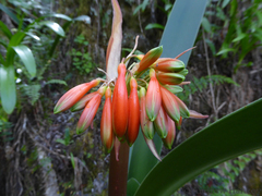 Clivia caulescens