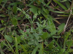 Centaurium japonicum