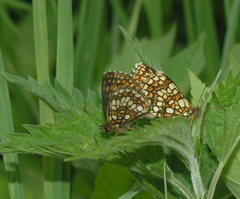 Melitaea britomartis