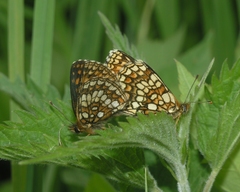 Melitaea britomartis