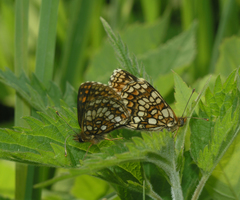 Melitaea britomartis