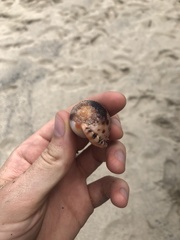 Cypraecassis testiculus