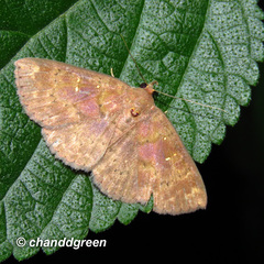 Sarobides inconclusa