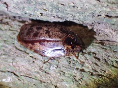 Morphna maculata