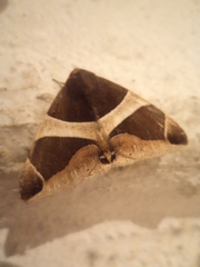 Bastilla crameri