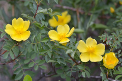 Rosa platyacantha